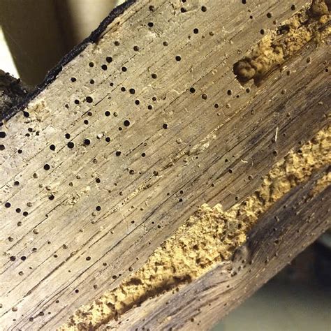 Woodworm Cheltenham - Specialist Woodworm & Timber Surveys