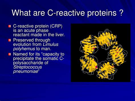 Ppt - Protein Structure And Function Powerpoint Presentation, Free 288