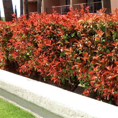 Hedging Plants For Shade | Hedges Direct Blog