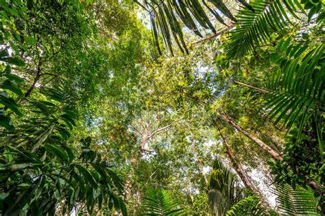 Amazon Jungle Canopy stock image. Image of bark, rainforest - 52067359