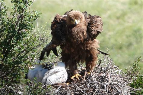 The talons of a harpy eagle : r/badassanimals