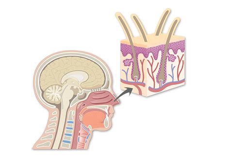 Nasal vestibule: anatomy and labeled diagram | GetBodySmart