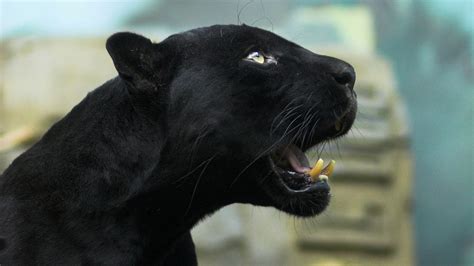 Rare Black Jaguar Spotted in Amazon - Evolve Tours