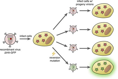 The Magical Journey of Mutations of MERS-CoV | Life, the Obstacle Course