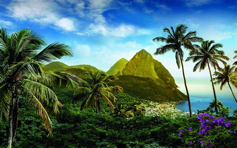 Download Saint Lucia Ocean Flower Mountain Palm Tree Caribbean Photography Tropical HD Wallpaper