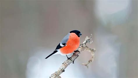 British Finches: Identification Guide and Songs - Woodland Trust