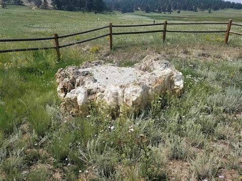 Petrified Forest Loop and Ponderosa Loop Trails - Colorado | AllTrails