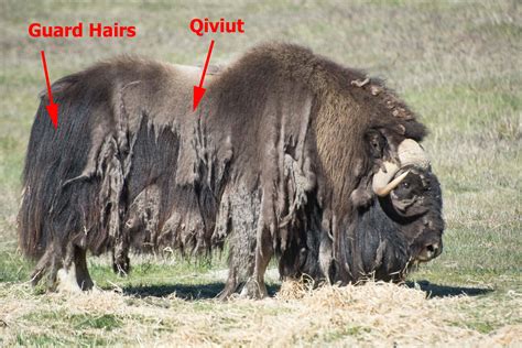 Muskox Get Shaggy - Yukon Wildlife Preserve