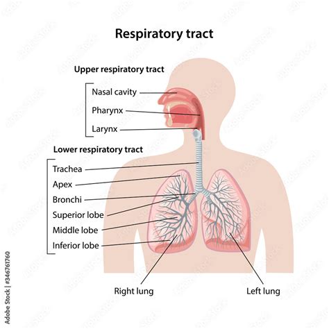 Human respiratory system with description of the upper and lower ...