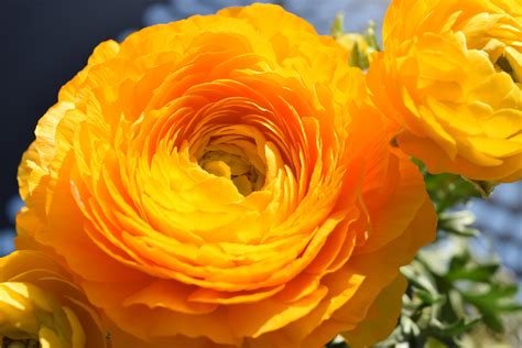 รูปภาพ : ปลูก, กลีบดอกไม้, ดอกกุหลาบ, ส้ม, สีเหลือง, Ranunculus, floribunda, การถ่ายภาพมาโคร ...