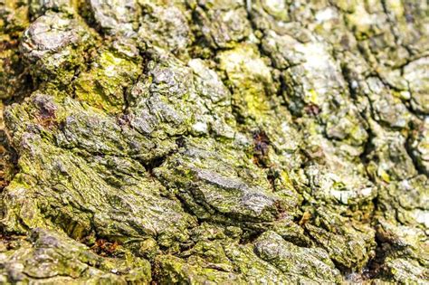 Texture of a Oak Tree Bark with Red Forest Ants Stock Photo - Image of trunk, surface: 263540802