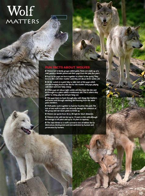 Twitter Fun Facts About Wolves, Wolf Information, Baling, Thor, Google Images, Pup, Male, Olds ...