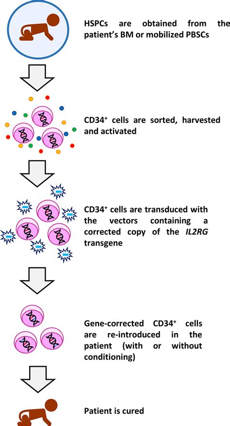 Frontiers | Immune Reconstitution After Gene Therapy Approaches in ...