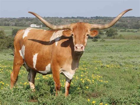 Texas Longhorn - Alchetron, The Free Social Encyclopedia