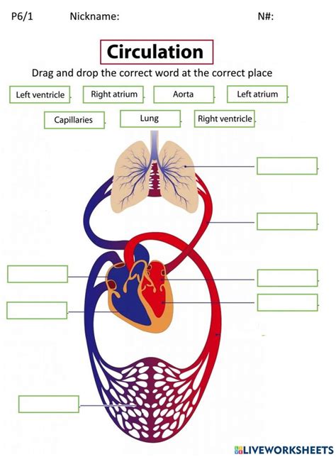 Circulatory system exercise for Grade 6 | Circulatory system for kids, Circulatory system ...