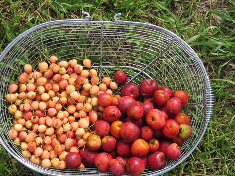 Crab Apple Variety - Sandow Farm