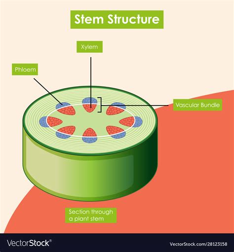 Plant Stem Diagram