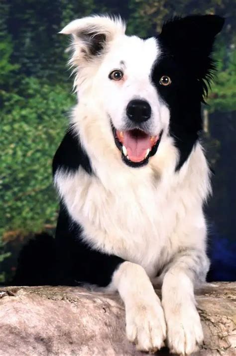 30 Cute Black and White Border Collie Pics That Will Cheer You Up! - The Paws