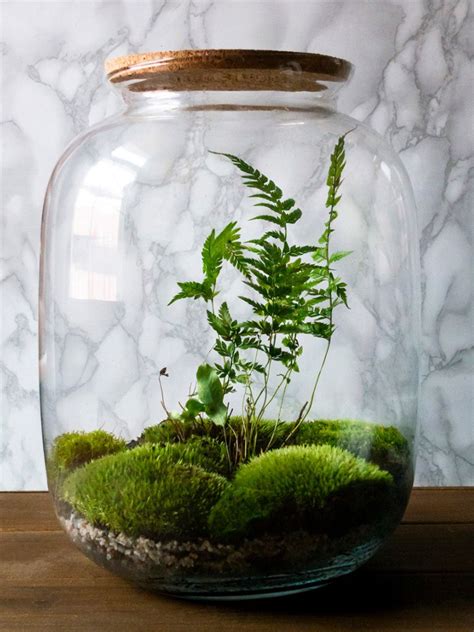 Terrarium Care And Maintenance – Tips On Caring For A Terrarium