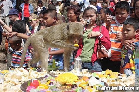 Lopburi Monkey Party: 29 November 2015 | Thailand festivals, Festival, Lopburi