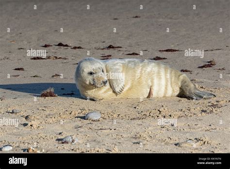 Grey Seals hauled out during the breeding season, North Norfolk beaches Stock Photo - Alamy