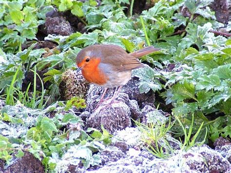 Ireland's Top 20 + Garden Birds - Irish Garden Birds