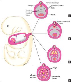 2017 Group Project 3 - Embryology