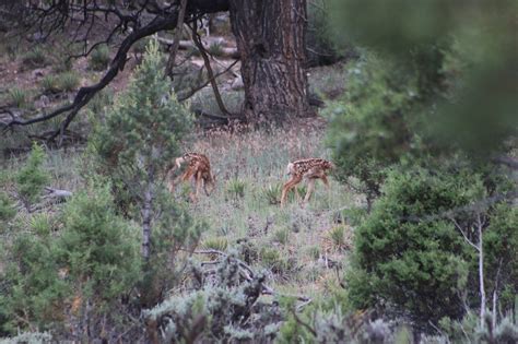 gjhikes.com: Ridgway State Park (18)