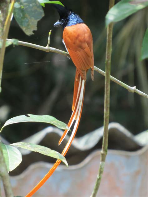 Ceylon Paradiesschnäpper / Ceylon Paradise Flycatcher (Terpsiphone paradisi ceylonesi) Endemic ...