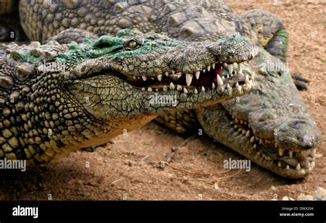 A crocodile with green algae showing its teeth Stock Photo - Alamy