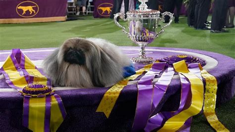 Pekingese Wasabi wins big at Westminster dog show | See photos - World News