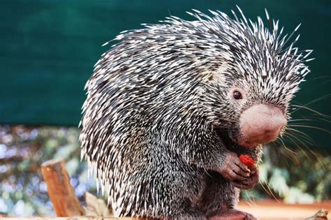 What is Prehensile-tailed porcupine? - Animal Media Foundation