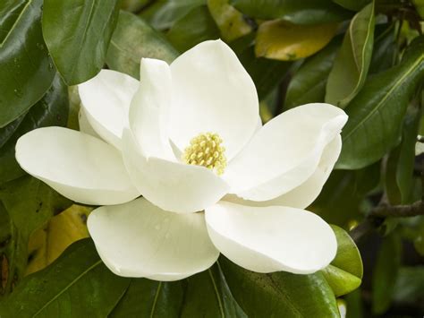 How to grow and care for magnolia trees – Artofit