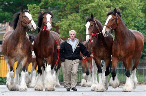 12 Majestic Clydesdales Who Wish To Set The Record Straight! | Big horses, Horses, Clydesdale horses