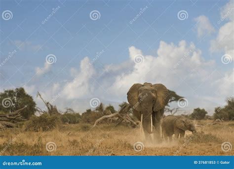 African Bush Elephant and Calf Stock Image - Image of calf, africa: 37681853