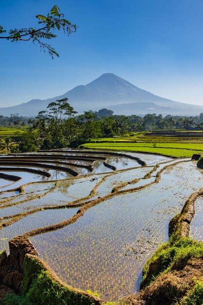 Premium Photo | View terrace in wonosobo in the morning