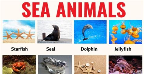 Sea Animals: List of 20+ Interesting Sea, Ocean Animals with the ...