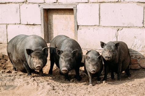 Household a Large Black Pigs in Farm. Pig Farming is Raising and Stock Photo - Image of pork ...