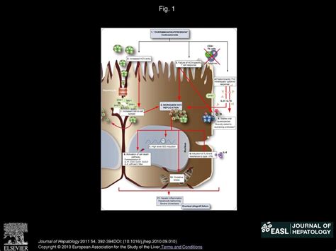 Pathogenesis of cholestatic hepatitis C - ppt download