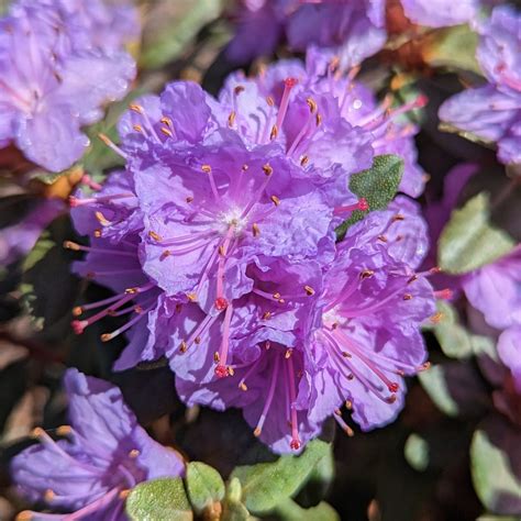 Ramapo Dwarf Rhododendrons - Buy Rhododendron Ramapo Online - Millais ...