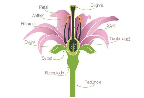 Name the various parts of the pistil.