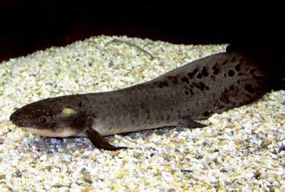 Australian lungfish