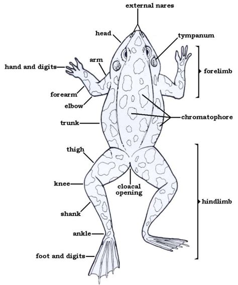 Frog External Anatomy Worksheet Anatomy Worksheets | The Best Porn Website