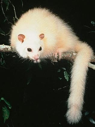 White lemuroid ringtail possum is Australia’s first native mammal victim of climate change, say ...