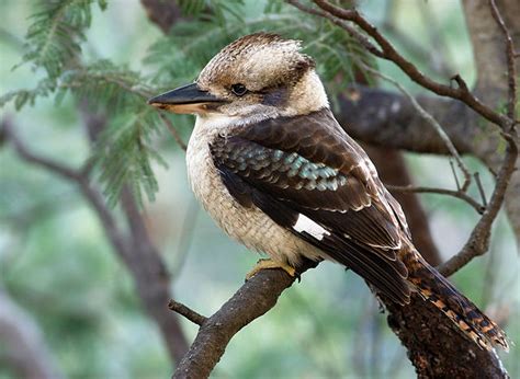 Kookaburra [Dacelo] Facts | Animals Name A To Z