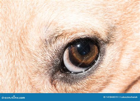 Dog Eye Close-up - Pet Eye Isolated Stock Image - Image of eyeballs, beautiful: 141844519