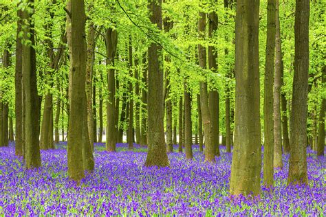 Bluebell And Beech Tree Forest Photograph by Chrishepburn - Pixels