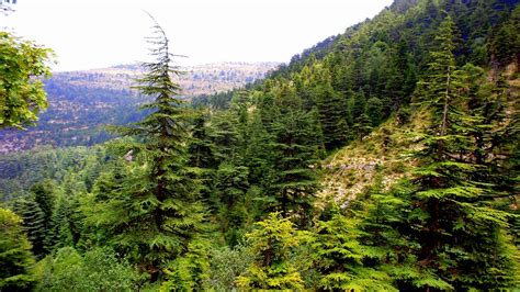 8 Cedars Forests to visit in Lebanon - LebanonUntravelled.com