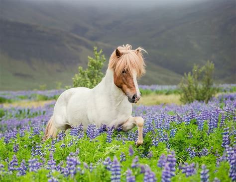 Icelandic Horse running in Lupine fields Iceland Poster Print (27 x 9) - Walmart.com - Walmart.com