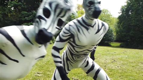 Zebra Funny Picture - Funny PNG